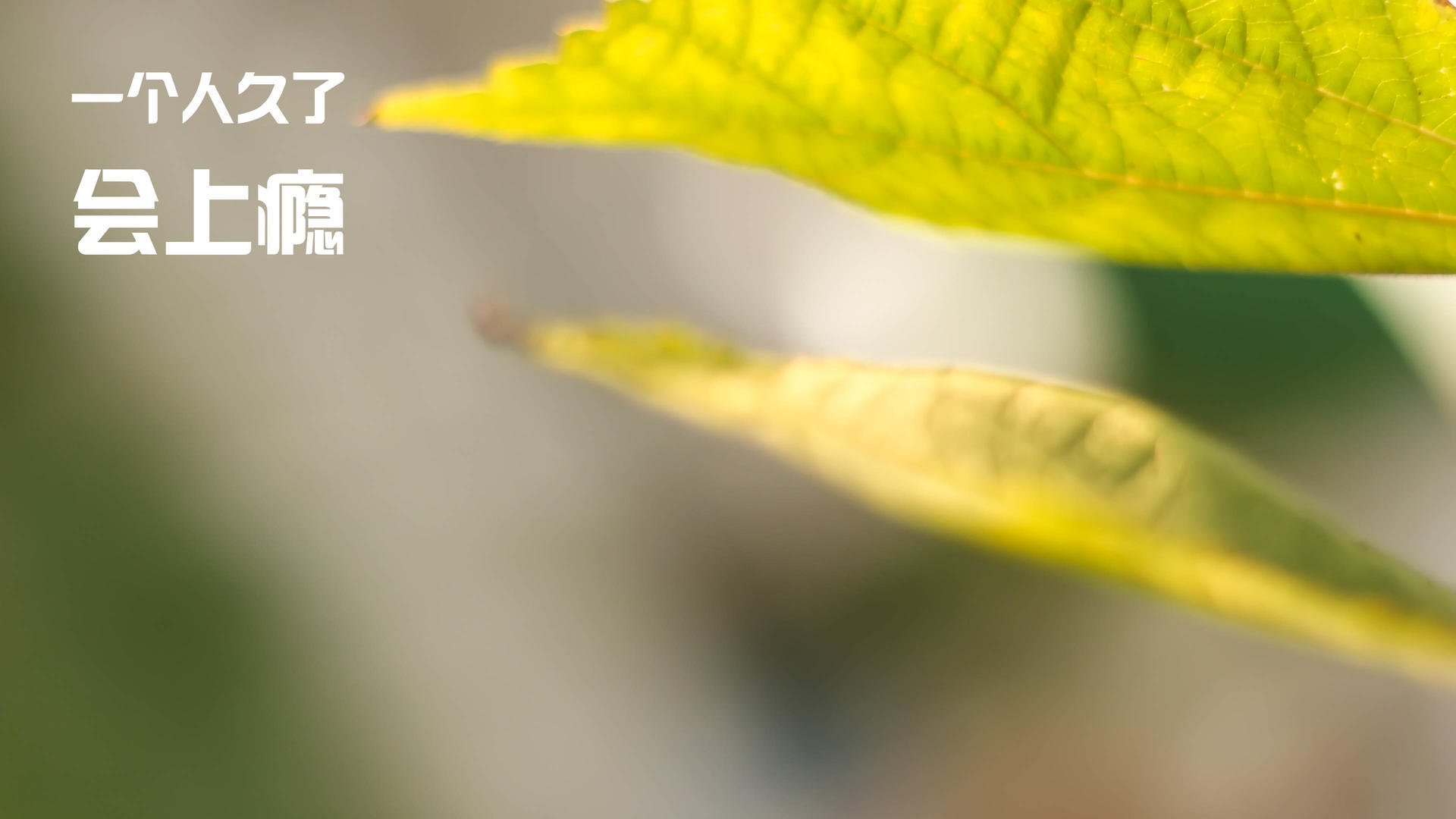 _传统体育振兴计划:传承民族体育文化_,传承民族传统体育文化有哪些